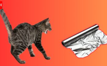 ¿Los gatos realmente odian el papel de aluminio? Qué les asusta y qué dice la ciencia |