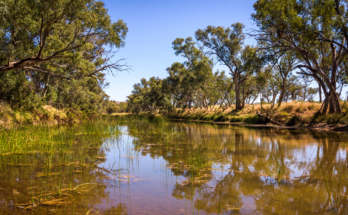 A shallow and muddy tree-lined river with grassy banks