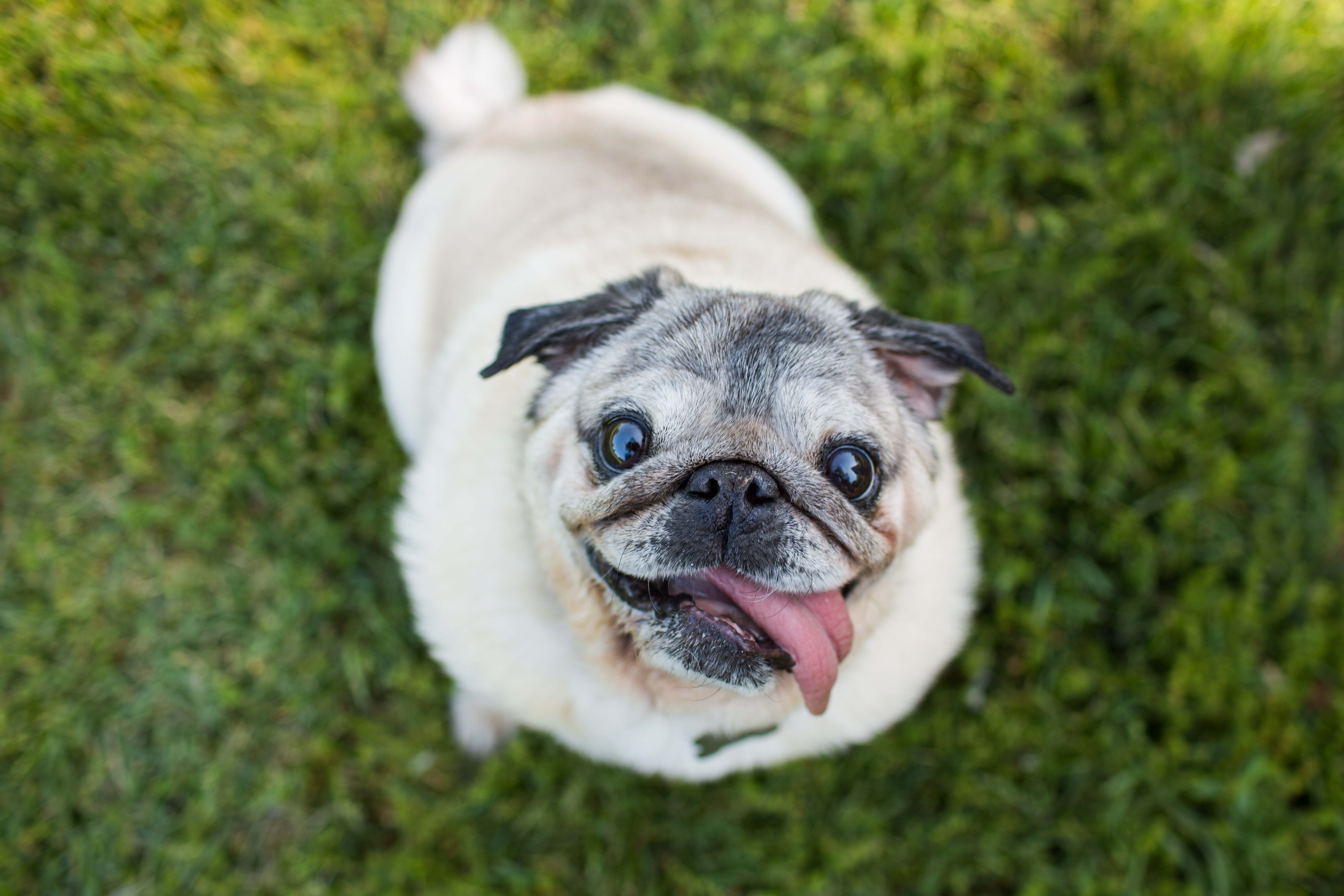 Un perro pug feliz mira hacia arriba desde la hierba verde, con la lengua colgando.