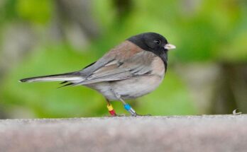 Una enfermedad epidémica puede provocar que los picos de los pájaros cantores cambien de forma, según descubren los científicos