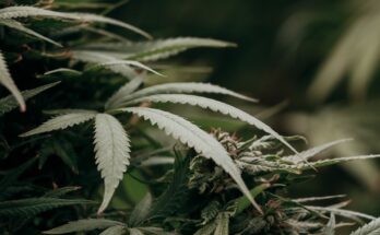 Los científicos resucitan enzimas extintas del cannabis y descubren la fuente de la droga: Science Alert