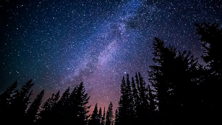 Cielo estrellado, recortado por árboles.