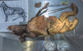 ADN de rinoceronte lanudo de 14.000 años extraído del estómago de un lobo