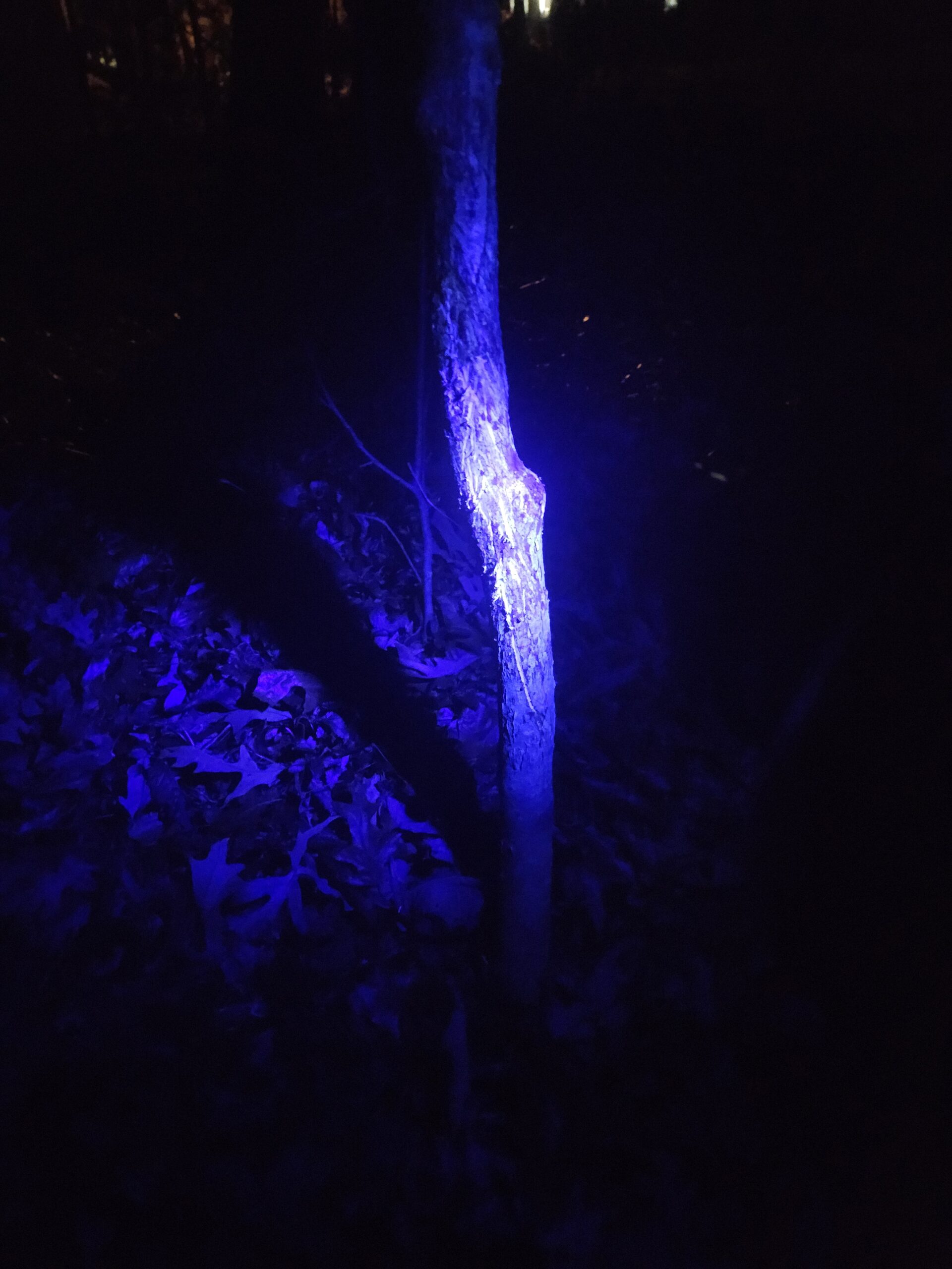 Marcas de ciervos en madera que se muestran bajo luz ultravioleta