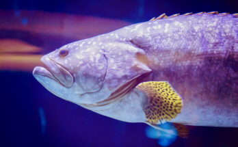 Ensayo destaca los riesgos desatendidos para el bienestar de los peces y los animales acuáticos