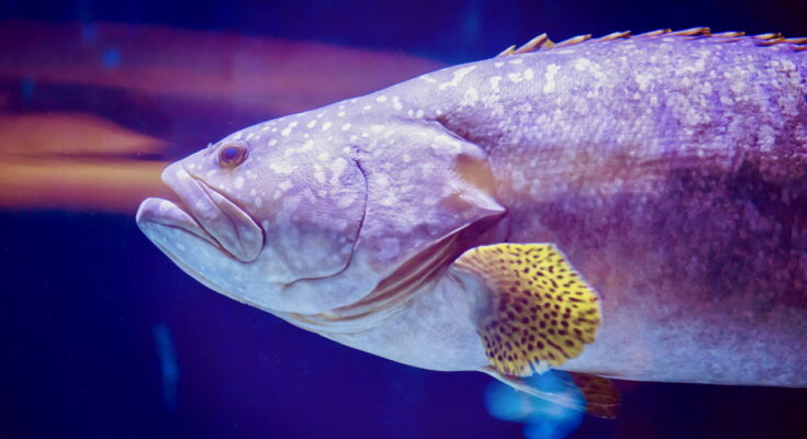 Ensayo destaca los riesgos desatendidos para el bienestar de los peces y los animales acuáticos