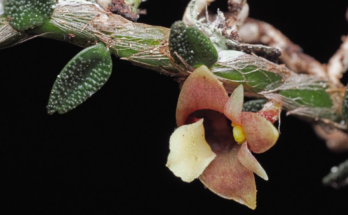 Hongo zombi, 'piedras vivas' entre los descubrimientos botánicos favoritos de 2025
