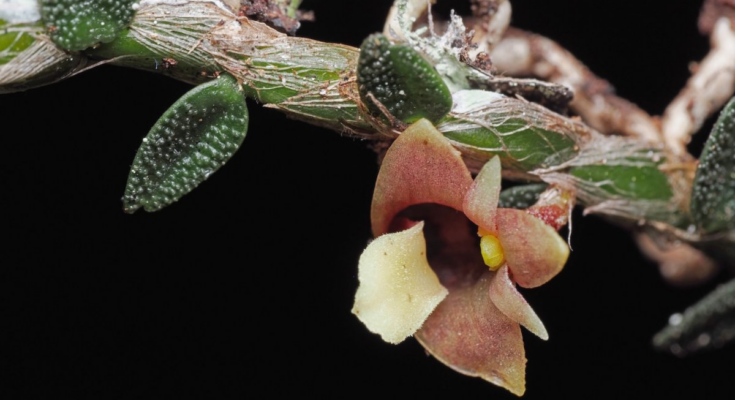 Hongo zombi, 'piedras vivas' entre los descubrimientos botánicos favoritos de 2025