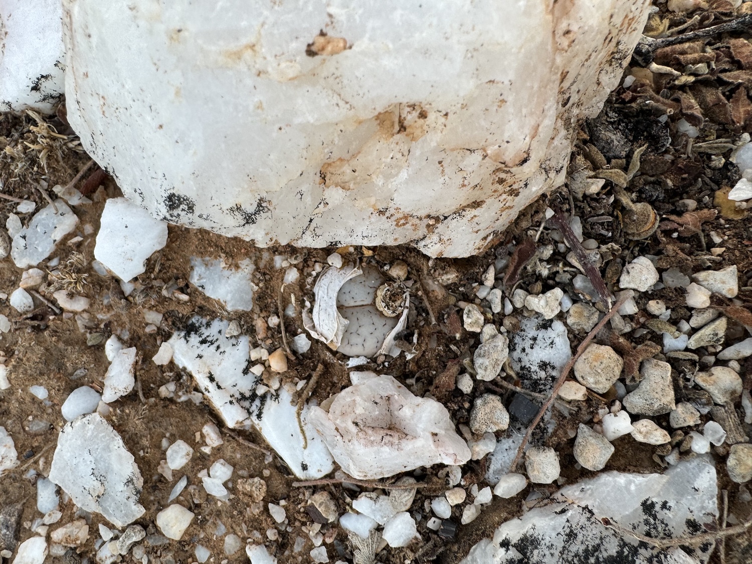 Una nueva subespecie de 'piedra viva', Lithops graclidelineata subsp. Mopane, su sabana se funde con su entorno boscoso. Crédito: Sebastián Hatt / RBG Q
