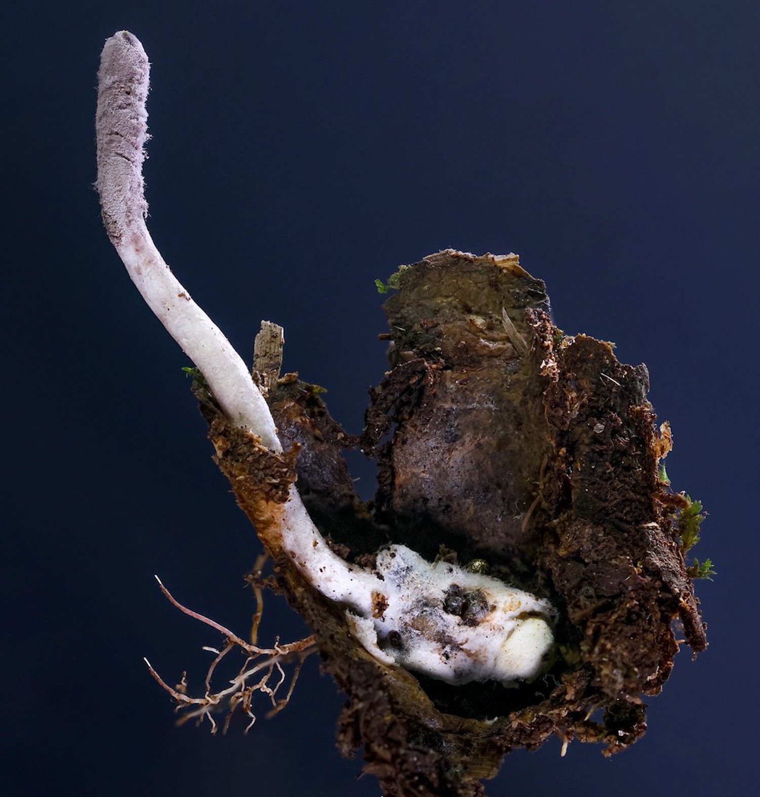 El hongo entomopatógeno Purpureocillium atlanticum emerge de una araña huésped en el Bosque Atlántico de Brasil, expuesta a su micelio blanco algodonoso. Crédito: Joao Paulo Machado de Araujo