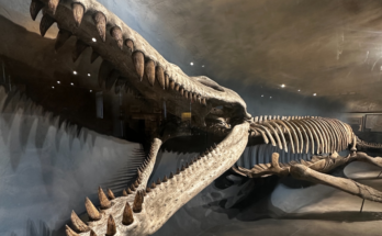 La ciencia se encuentra con el arte en la exhibición de flores de vidrio del Museo de Historia Natural de Harvard