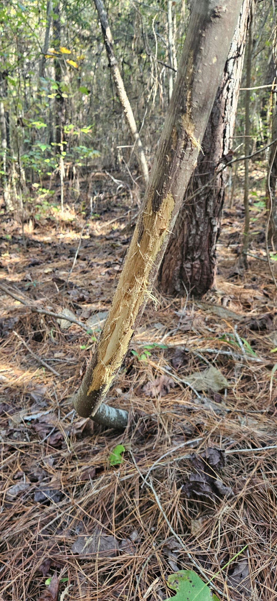 Una marca en un trozo de madera me convirtió en un ciervo.