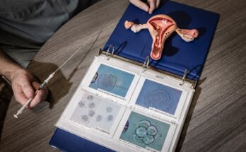 A model of the female reproductive system and an embryo transfer catheter.