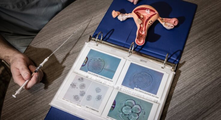 A model of the female reproductive system and an embryo transfer catheter.