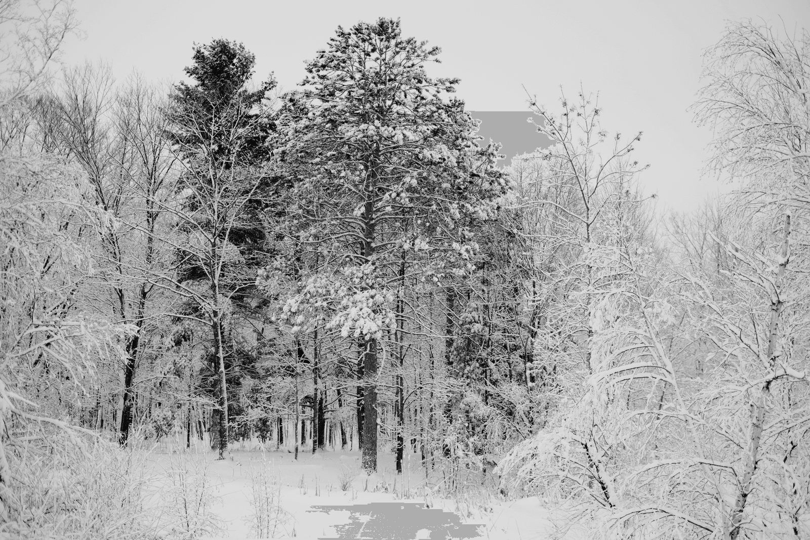 La imagen puede contener: planta árbol abeto hielo naturaleza clima exterior vegetación nieve y escarcha