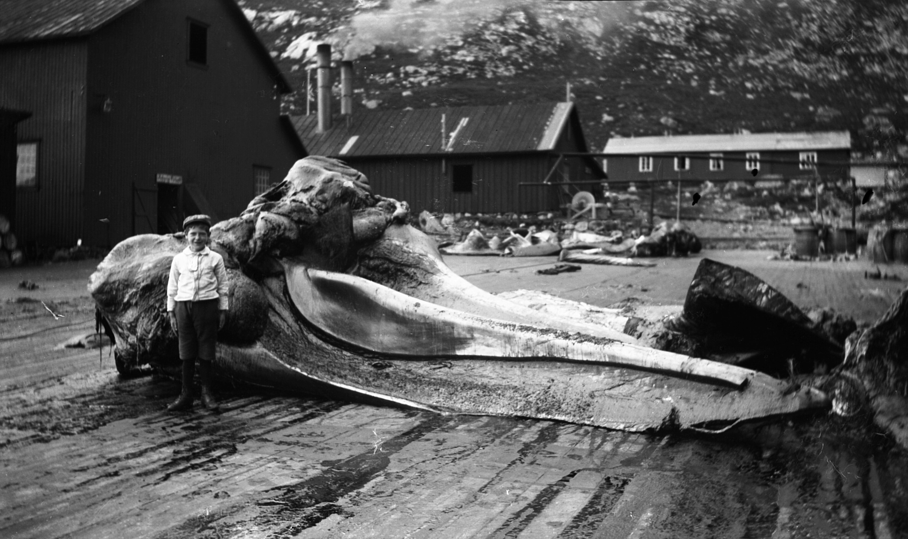 Una fotografía histórica en blanco y negro del Centro Ballenero muestra a un niño pequeño parado junto a una enorme mandíbula de ballena. La mandíbula es significativamente más alta y larga que la del niño, lo que enfatiza sus enormes proporciones. Al fondo, sencillos edificios de madera y estructuras industriales se asientan en la base de una colina rocosa y escarpada.