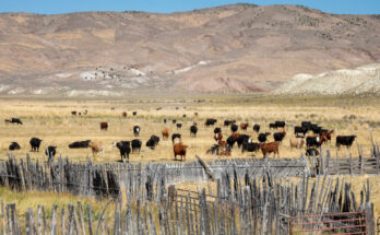 Cattle graze on a ranch in Lander County, Nevada. Credit: Jim West/Universal Images Group via Getty Images