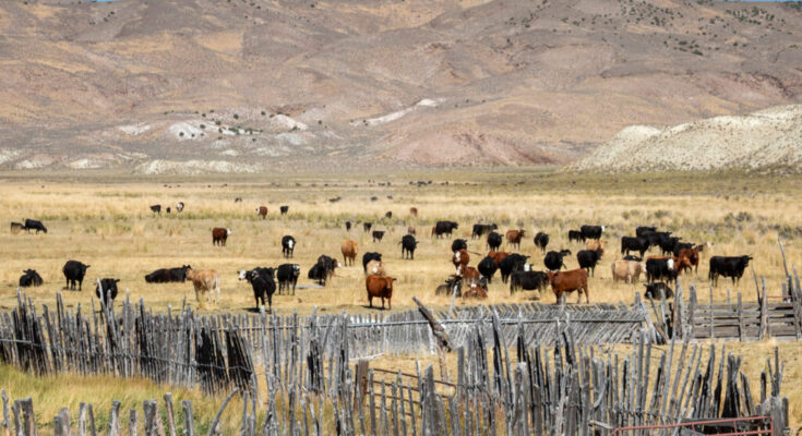Cattle graze on a ranch in Lander County, Nevada. Credit: Jim West/Universal Images Group via Getty Images