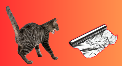¿Los gatos realmente odian el papel de aluminio? Qué les asusta y qué dice la ciencia