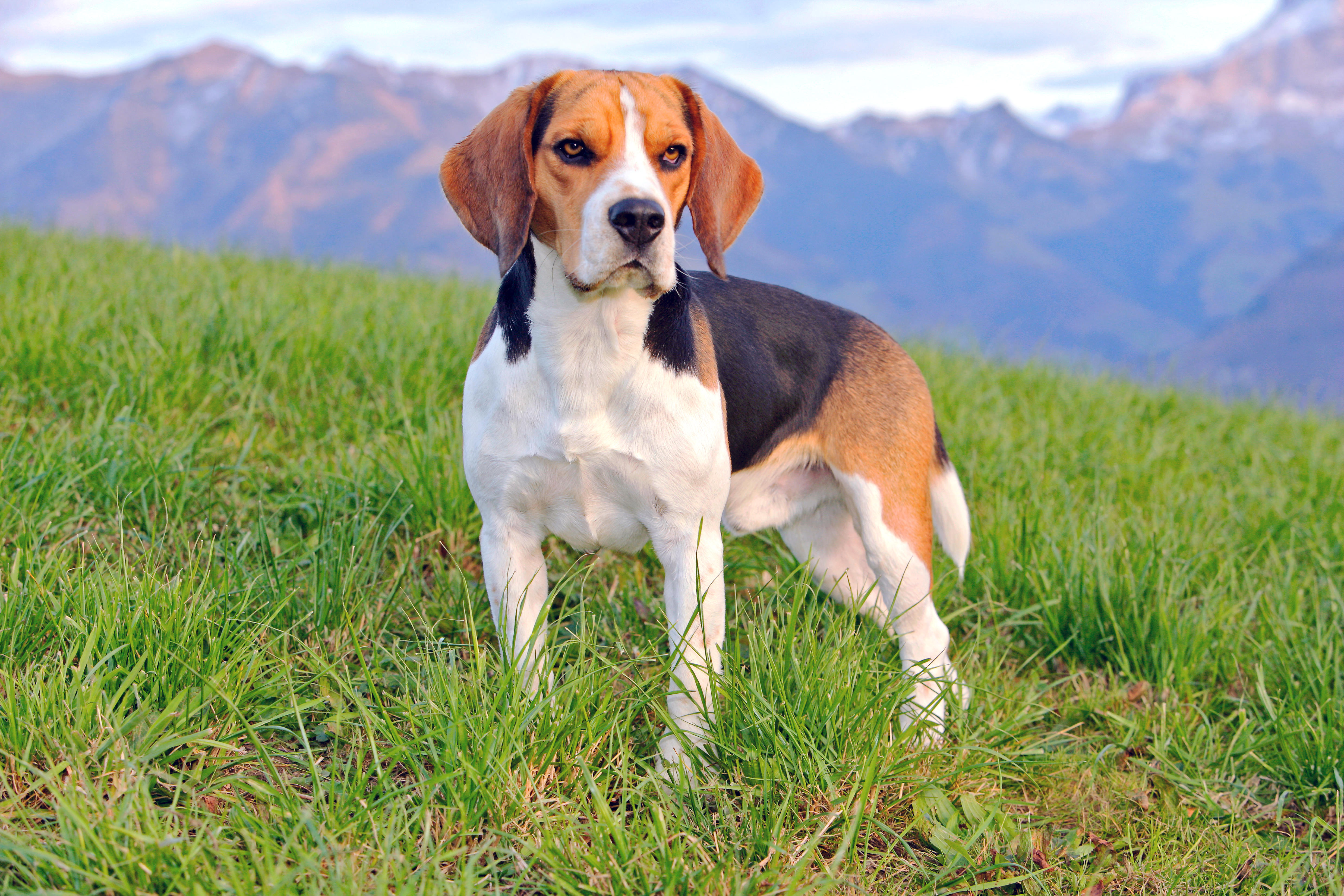 Un beagle parado en un prado verde con montañas al fondo.