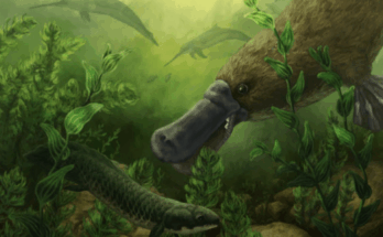 25 Million Year Old Platypus Fossils Reveal A Surprisingly Fierce Predator With A Crushing Bite Stronger Than Modern Relatives