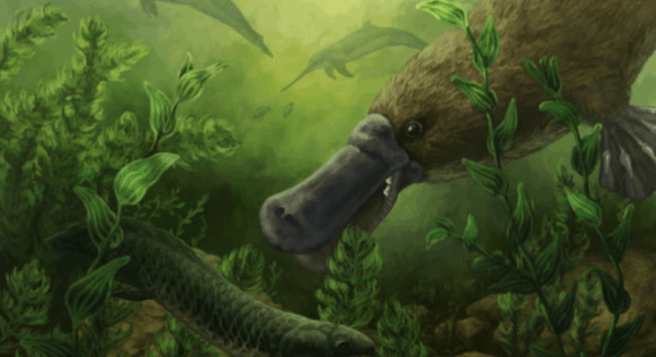 25 Million Year Old Platypus Fossils Reveal A Surprisingly Fierce Predator With A Crushing Bite Stronger Than Modern Relatives